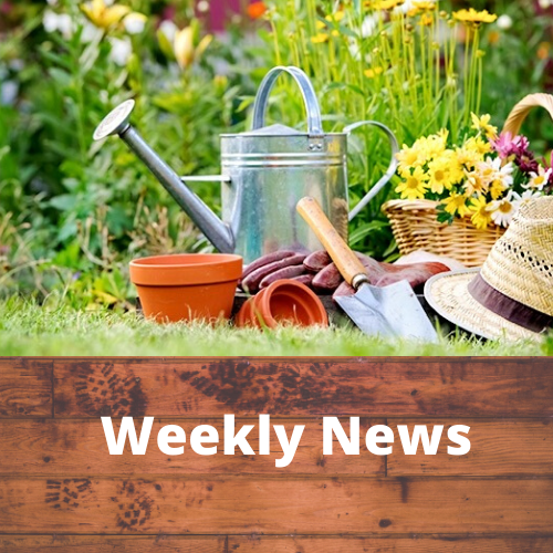 Cultivating Compassion in Children – Weekly Newsletter by Sonja Wendt