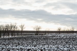 Winter Field