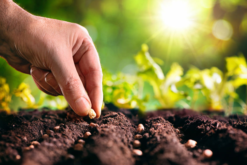 Planting the Seed