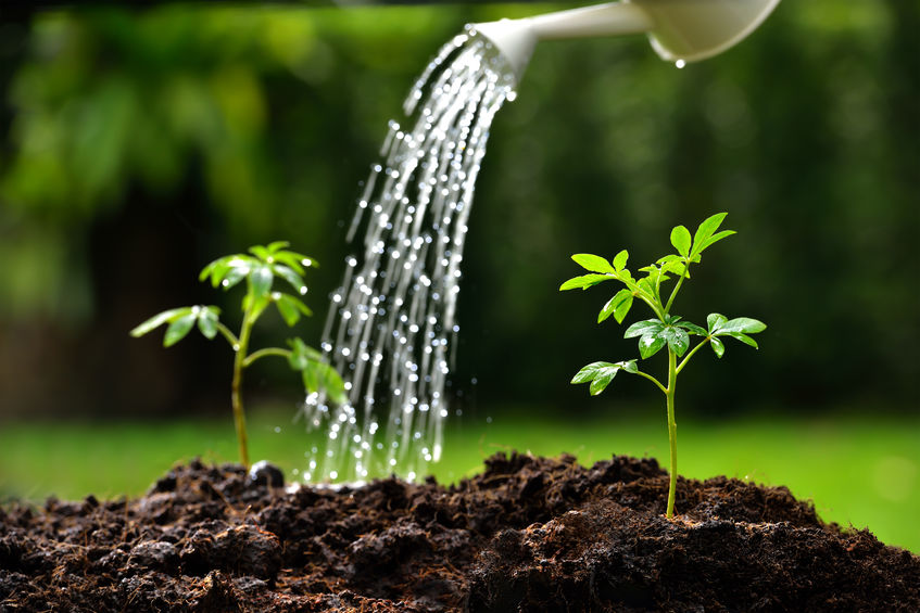 Watering